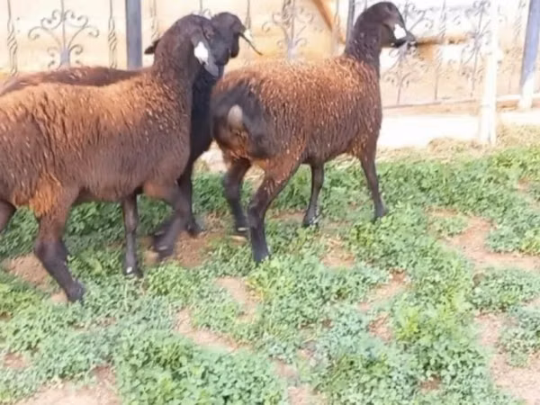 Sheep, Sheep