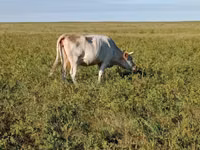 Сиыр, Simmental cattle — 2-сурет