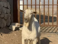 Cabro, Saanen goat — foto 1