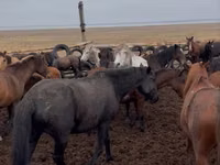 Yegua, Caballos — foto 3