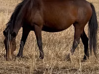 Yegua, Horse breed — foto 1