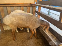 Widder, Schafe — Foto 2