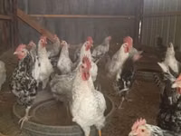 Chickens — الصورة 1