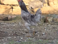 أميروكانا — الصورة 3