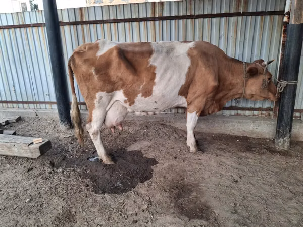 Kuh, Simmental cattle