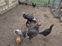 Turkeys — फ़ोटो 4
