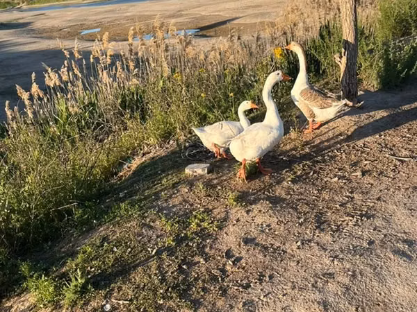 Geese — Kirgisistan