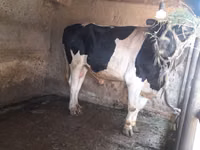 Rinder (Partie, Geschlecht nicht angegeben), Holstein-Rasse — Foto 4