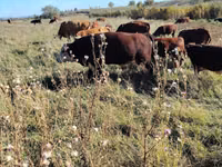 Bulle, Kasachische Weißkopfkuh — Foto 3