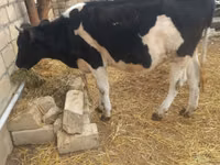 Bulle, Russian Black pied cattle — Foto 3