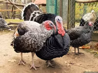 Turkeys — Foto 2