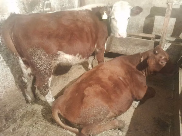 गाय, Simmental cattle — कज़ाखस्तान