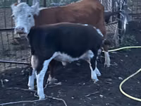 Toro, Simmental cattle — foto 2