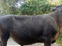 公牛, Swiss cattle — 照片 2
