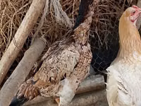 Caballos (lote, sexo no especificado), Caballos — foto 1