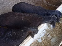 Widder, Hissar sheep — Foto 8