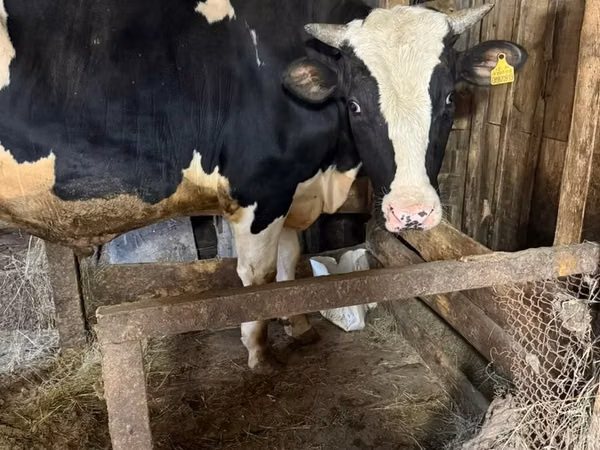 公牛, Holstein breed — 哈萨克斯坦