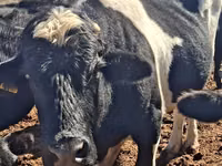 公牛, Latvian Blue cattle — 照片 2