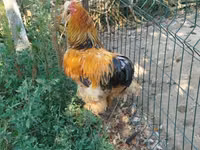 Brahma — Foto 2