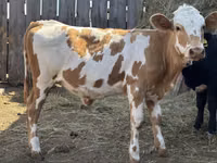 Toro, Ganado vacuno — foto 2