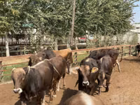Bovinos (lote, sexo no especificado), Swiss cattle — foto 4