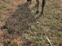 Vaca, Raza Alatau — foto 3