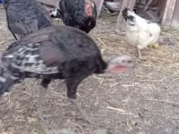 Turkeys — Foto 2