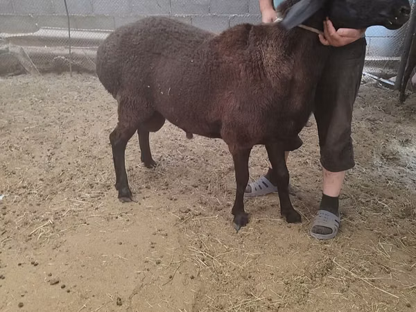 Баран, Бараны — Кыргызстан