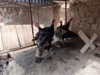Turkeys — foto 2