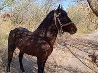 Hengst, Karabair horse — Foto 1