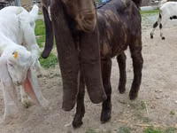 عنزة, Nubian Goat — الصورة 2