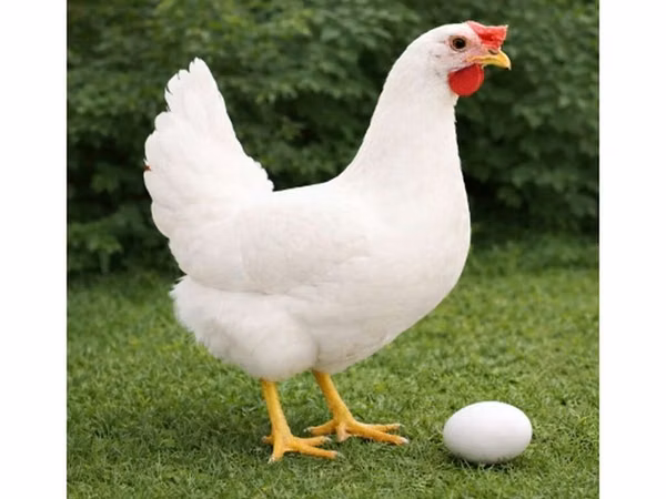 Chickens — Kirgisistan