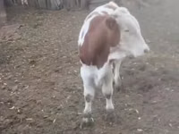 公牛, Simmental cattle — 照片 2
