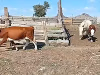 Kuh, Simmental cattle — Foto 5