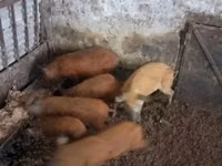Eber — Foto 1