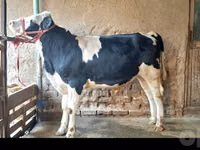 ثور, Simmental cattle — الصورة 1