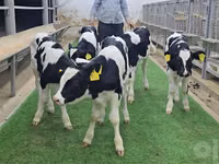 牛只（批次，未指定性别）, Holstein breed — 照片 8