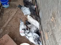 Chickens — Foto 6