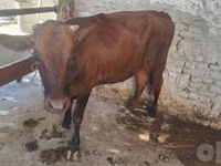 ثور, الماشية — الصورة 2