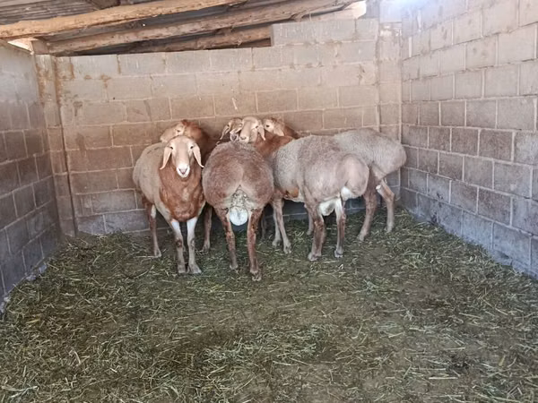 Ram, Arashan sheep