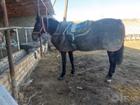 حصان, Karabakh horse — الصورة 1