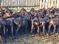 Қошқар, Hissar sheep — 3-сурет