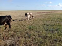 Сиыр, Simmental cattle — 4-сурет