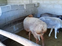 Widder, Schafe — Foto 1