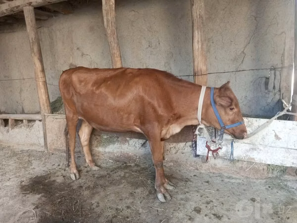 गाय, मवेशी — उज़्बेकिस्तान