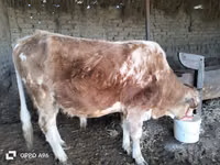 公牛, Simmental cattle — 照片 2