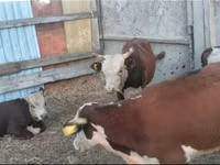 ثور, Simmental cattle — الصورة 2