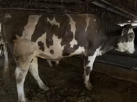 Toro, Swiss cattle — foto 2