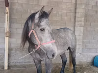 Caballo, Kustanai horse — foto 2