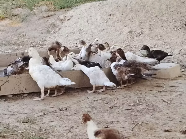 Hausente